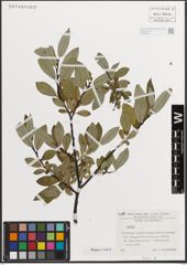 Foto von Salix L.